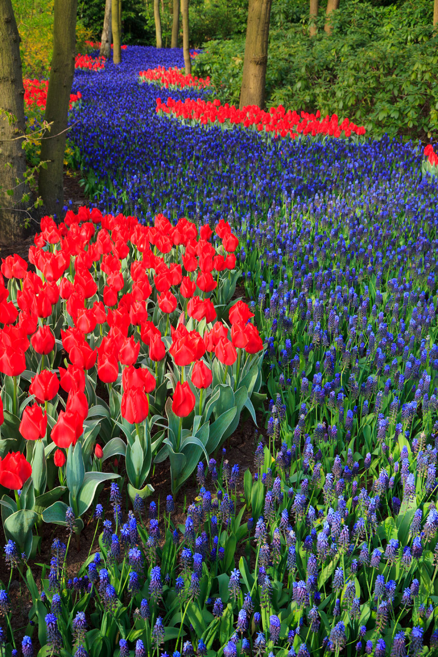 tulip beautiful bloom free photo