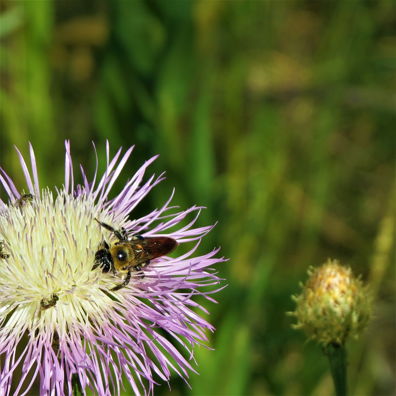 blue and white flower bee hiking free photo