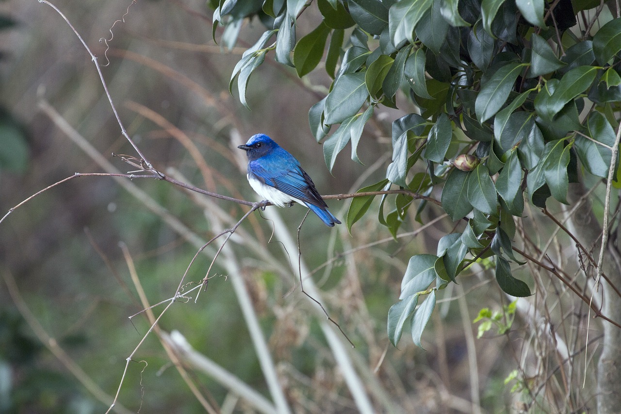 blue-and-white flycatcher  blue bird  spring free photo