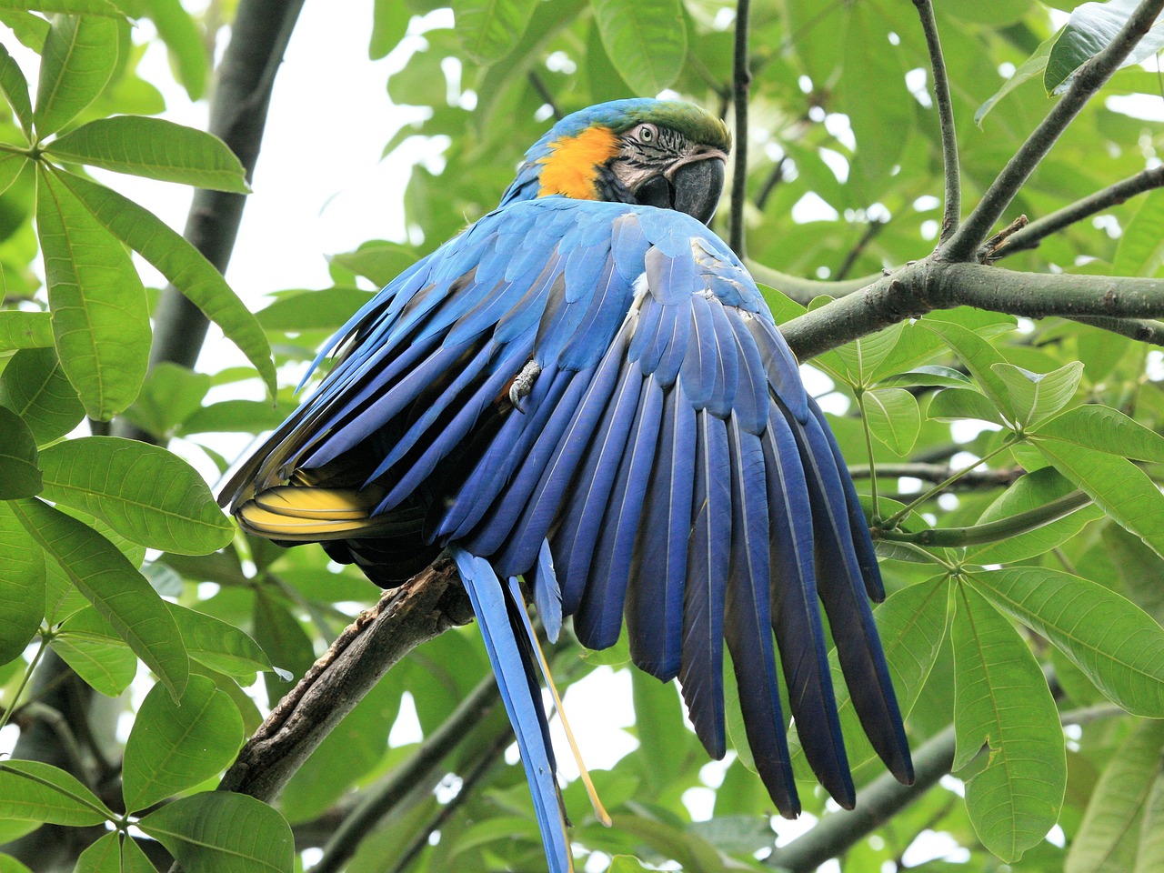 blue and yellow macaw parrot blue bird free photo