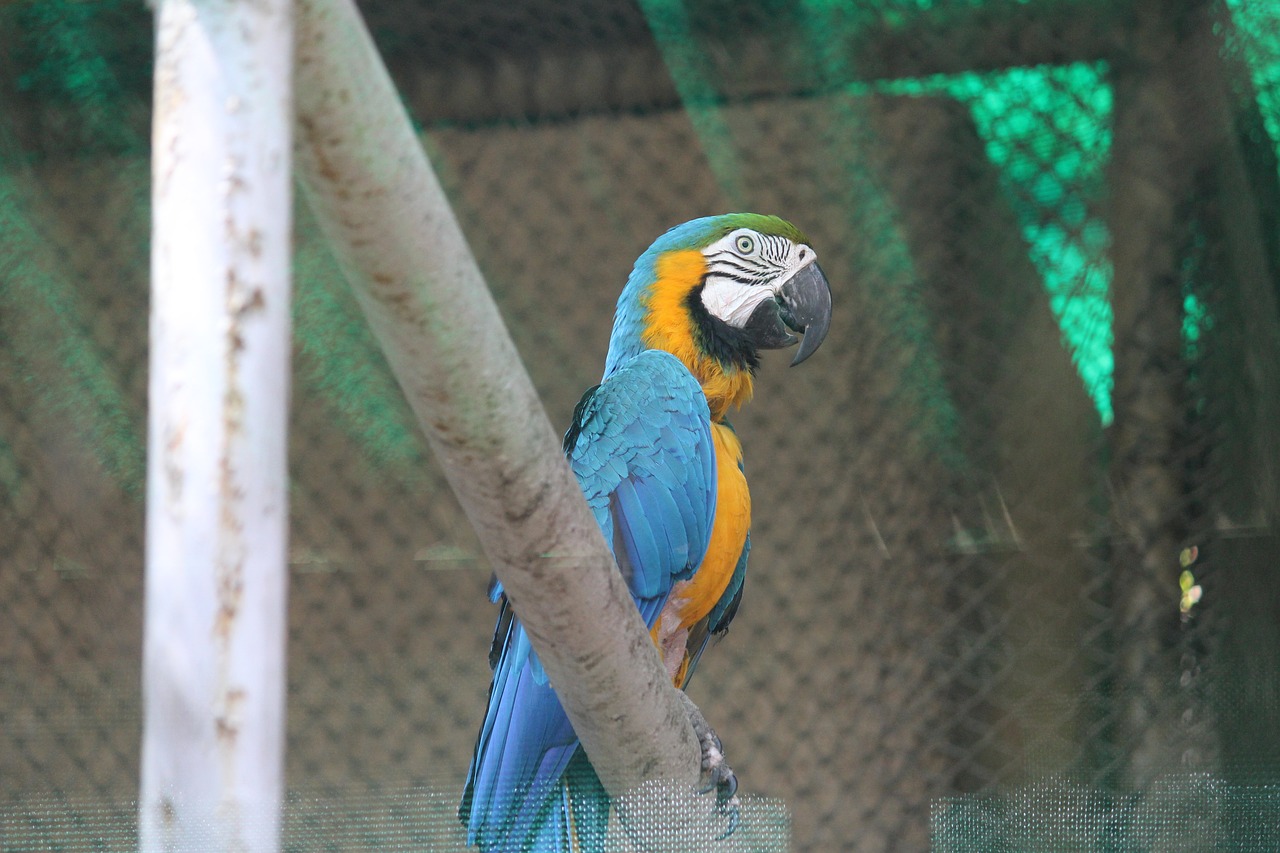 blue and yellow macaw  macaw  bird free photo
