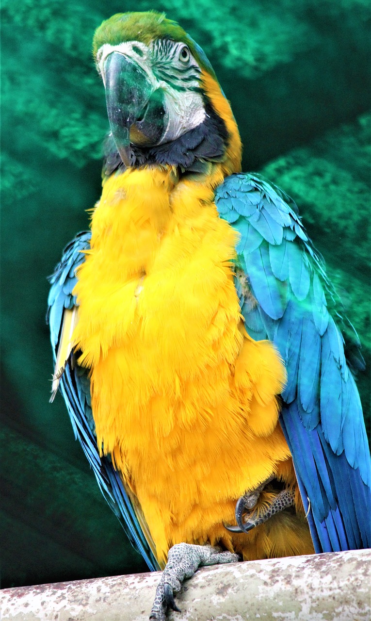 blue and yellow macaw  bird  animal free photo