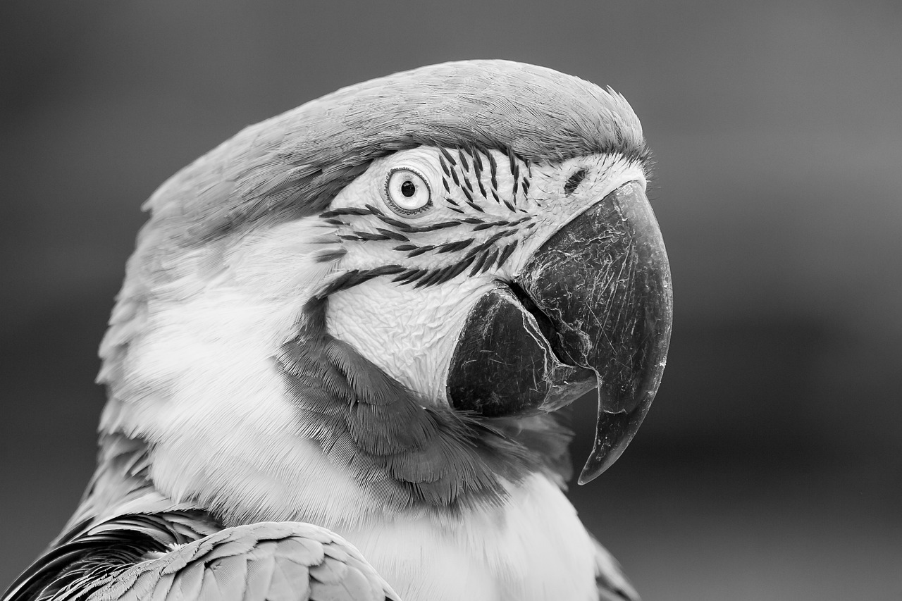 blue-and-yellow macaw parrot bird avian free photo