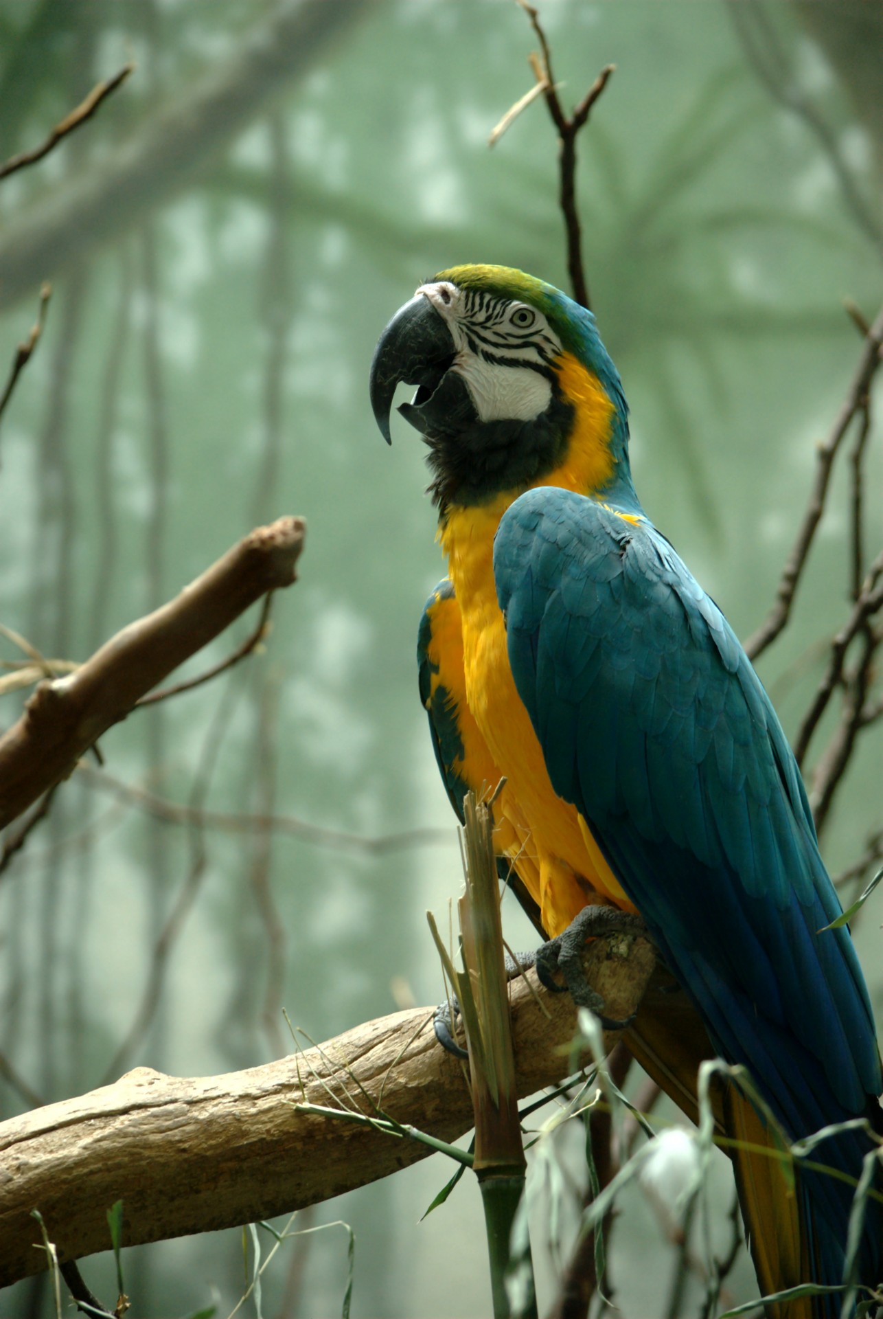 blue yellow macaw free photo