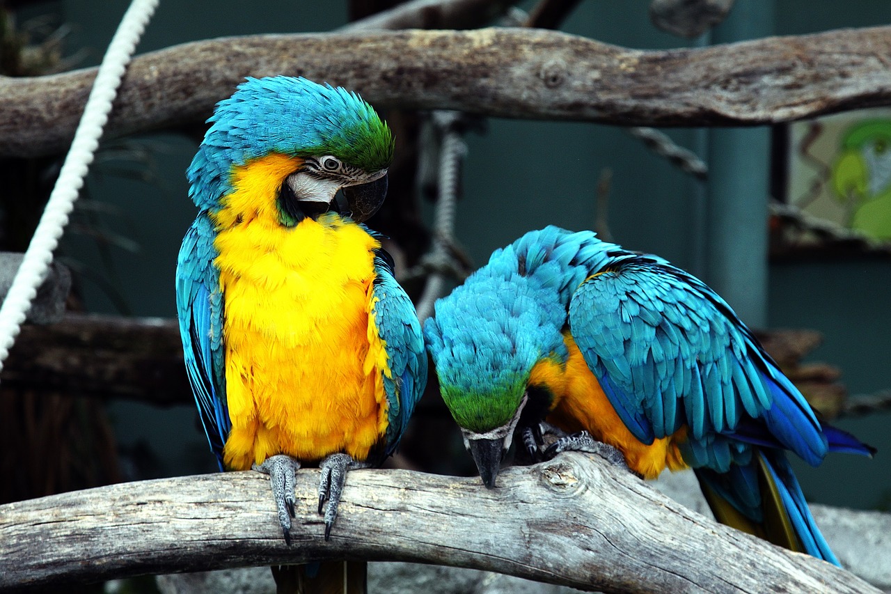 blue-and-yellow macaws parrots birds free photo