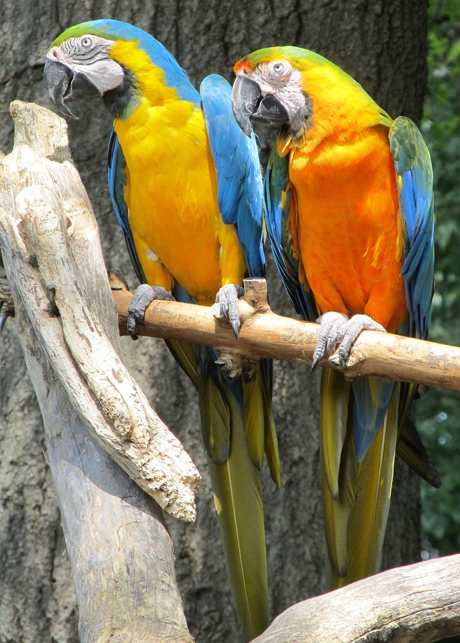 blue-and-yellow macaws parrots birds free photo