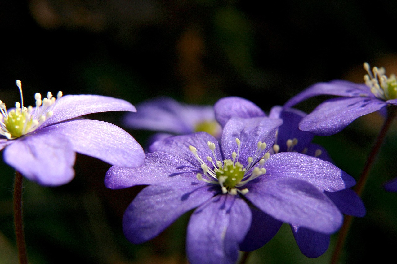 blue anemone spring flower free photo