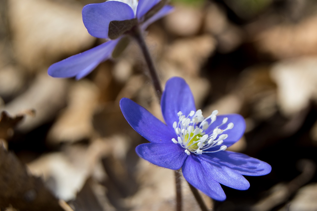 blue anemone spring liverwort free photo