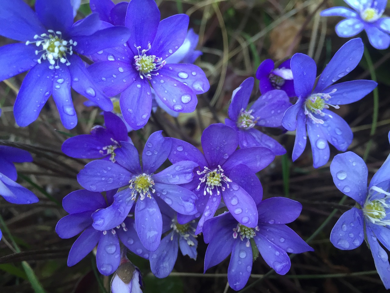 blue anemone raindrops dew free photo