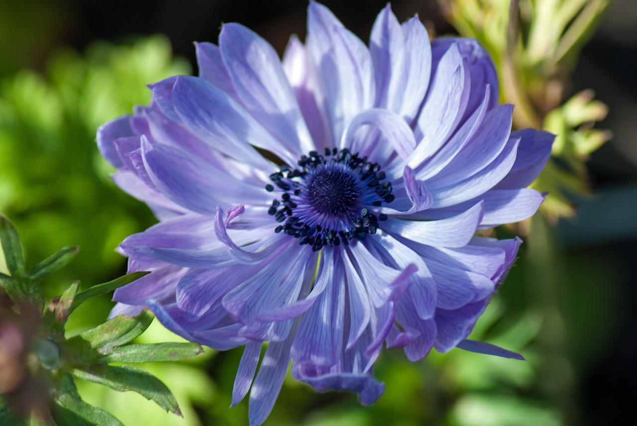 blue anemone  flower  garden free photo