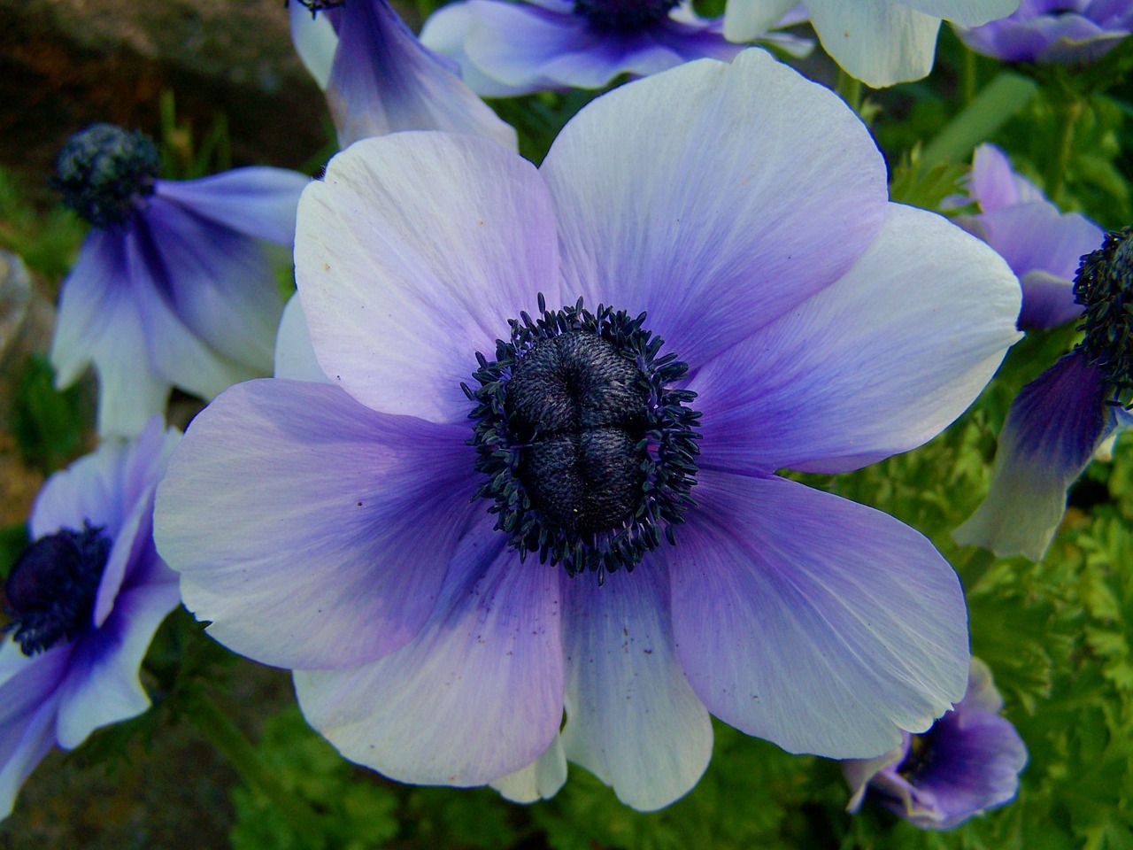 blue anemone flower garden spring flower free photo