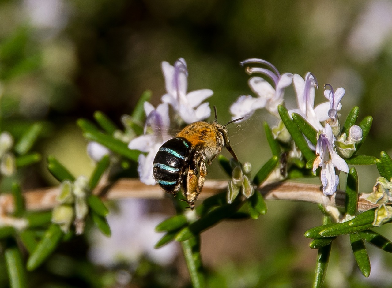 blue-banded bee bee amegilla cingulata free photo