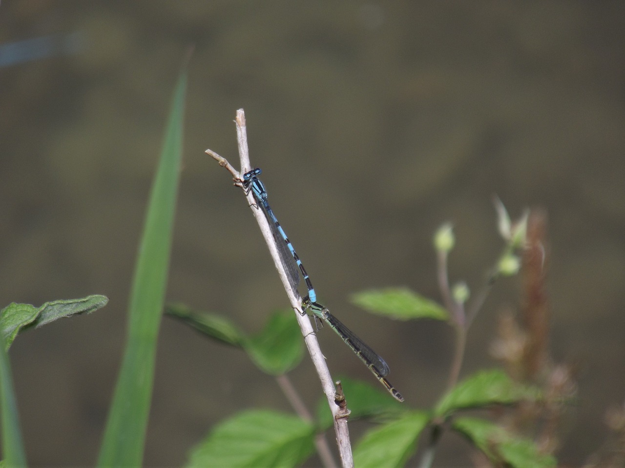 blue bar bubble dragonfly insect free photo