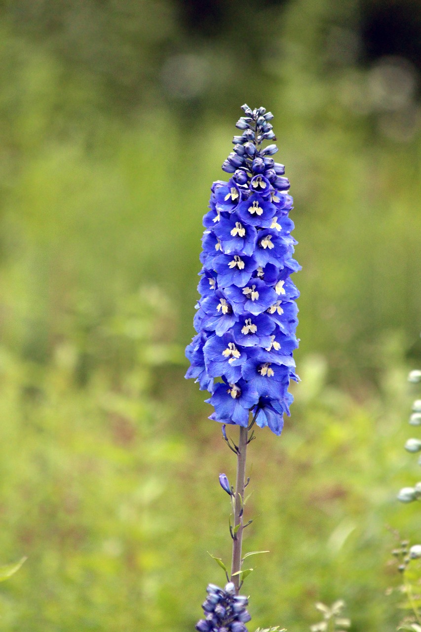 blue bell blue flower flower free photo