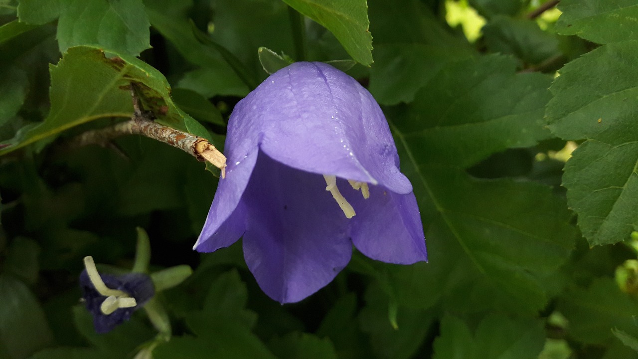 blue bell plant klocklika flowers free photo