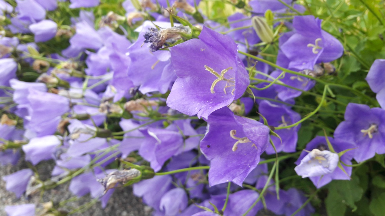 blue bell plant klocklika flowers free photo