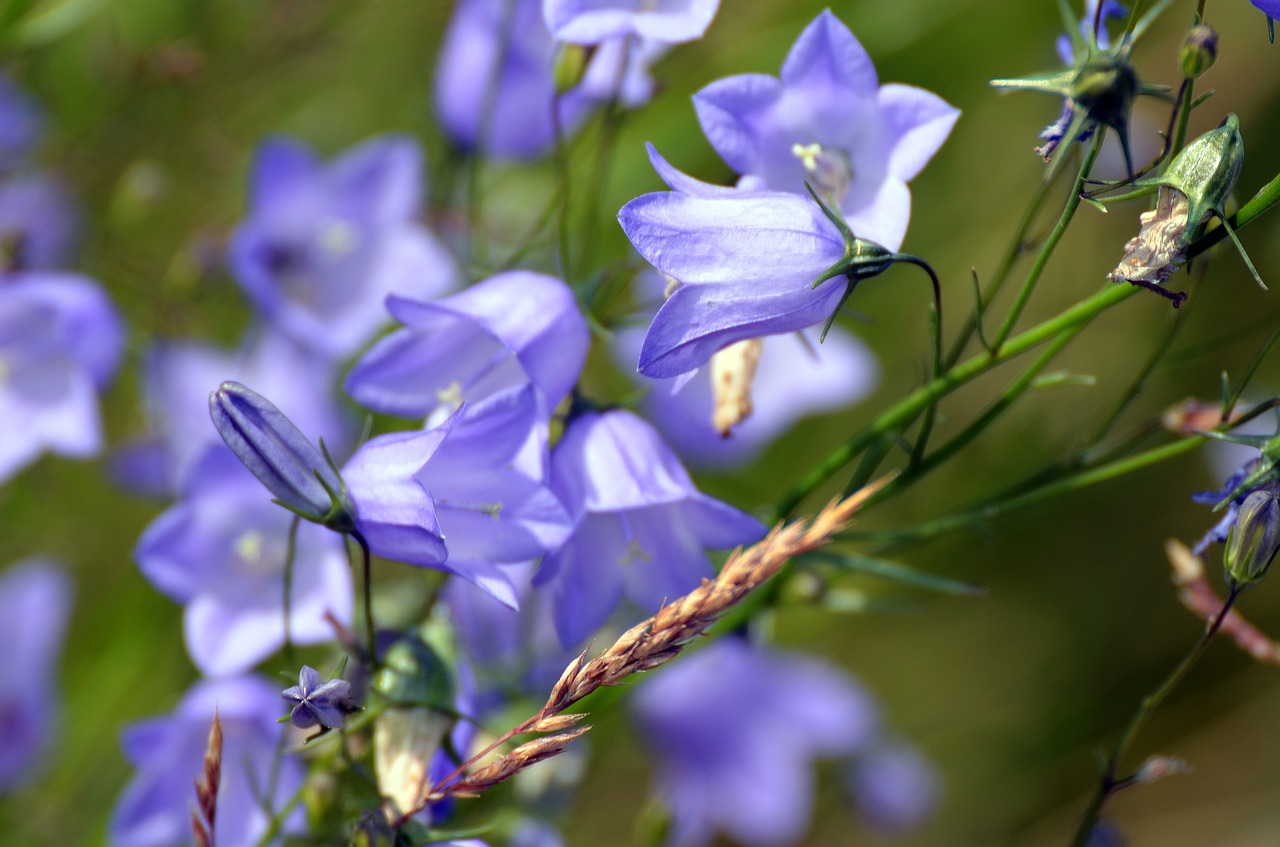 blue bell flowers summer free photo