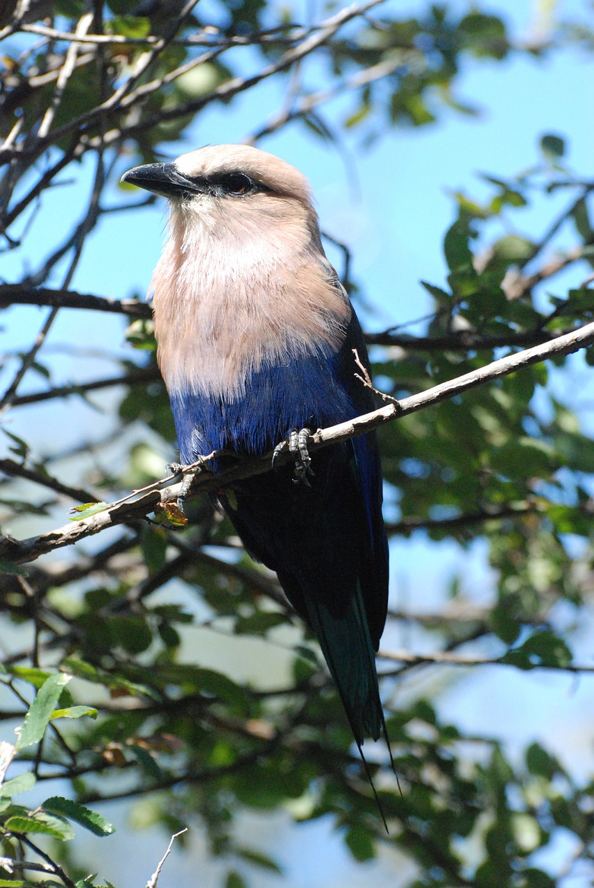 blue-bellied roller bird tree free photo