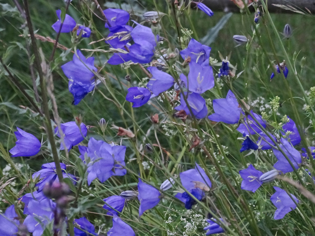 blue bells flowers blue free photo