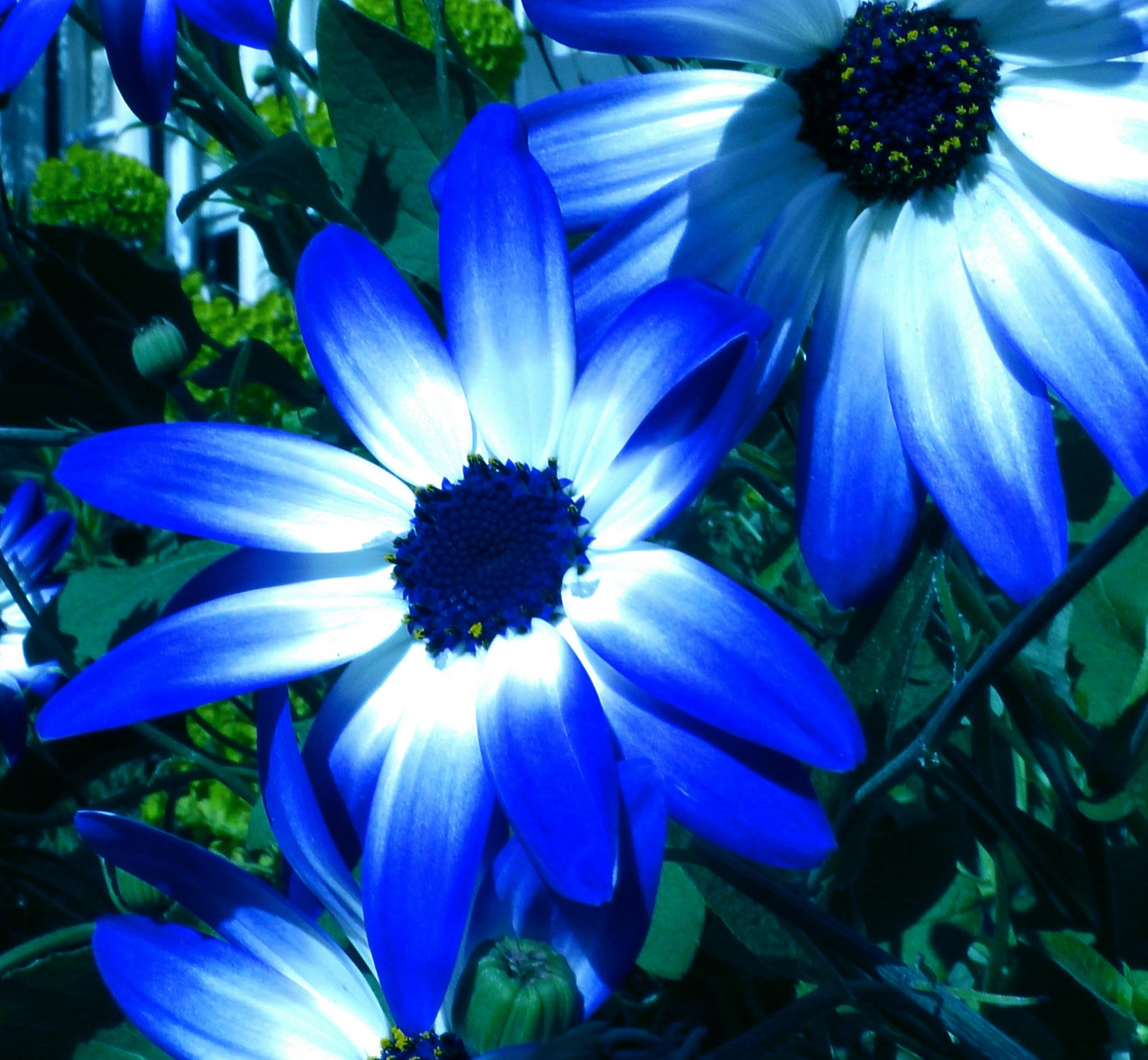 blue bi color pericallis flowers tree flower bud spring rock garden free photo
