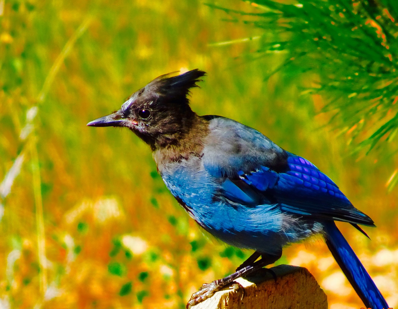 blue bird bird feather free photo