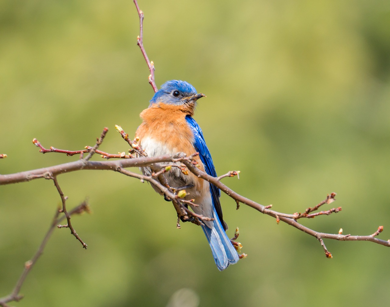 blue bird bird bird on the tree free photo