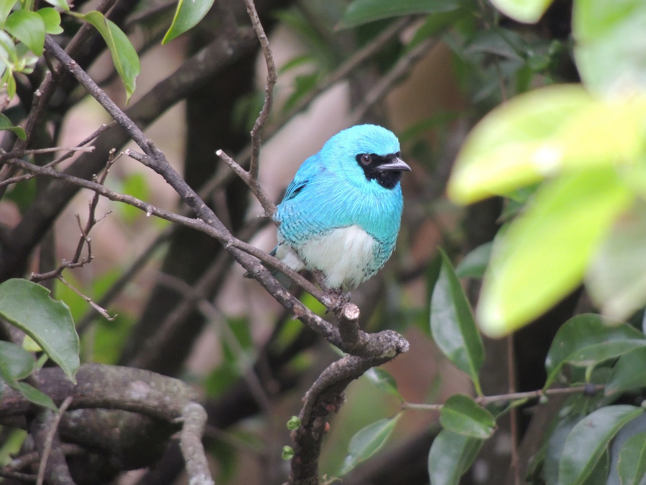 blue bird  nature  animal world free photo