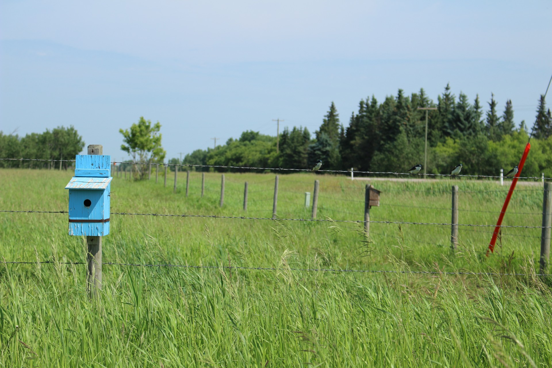 blue bird house free photo