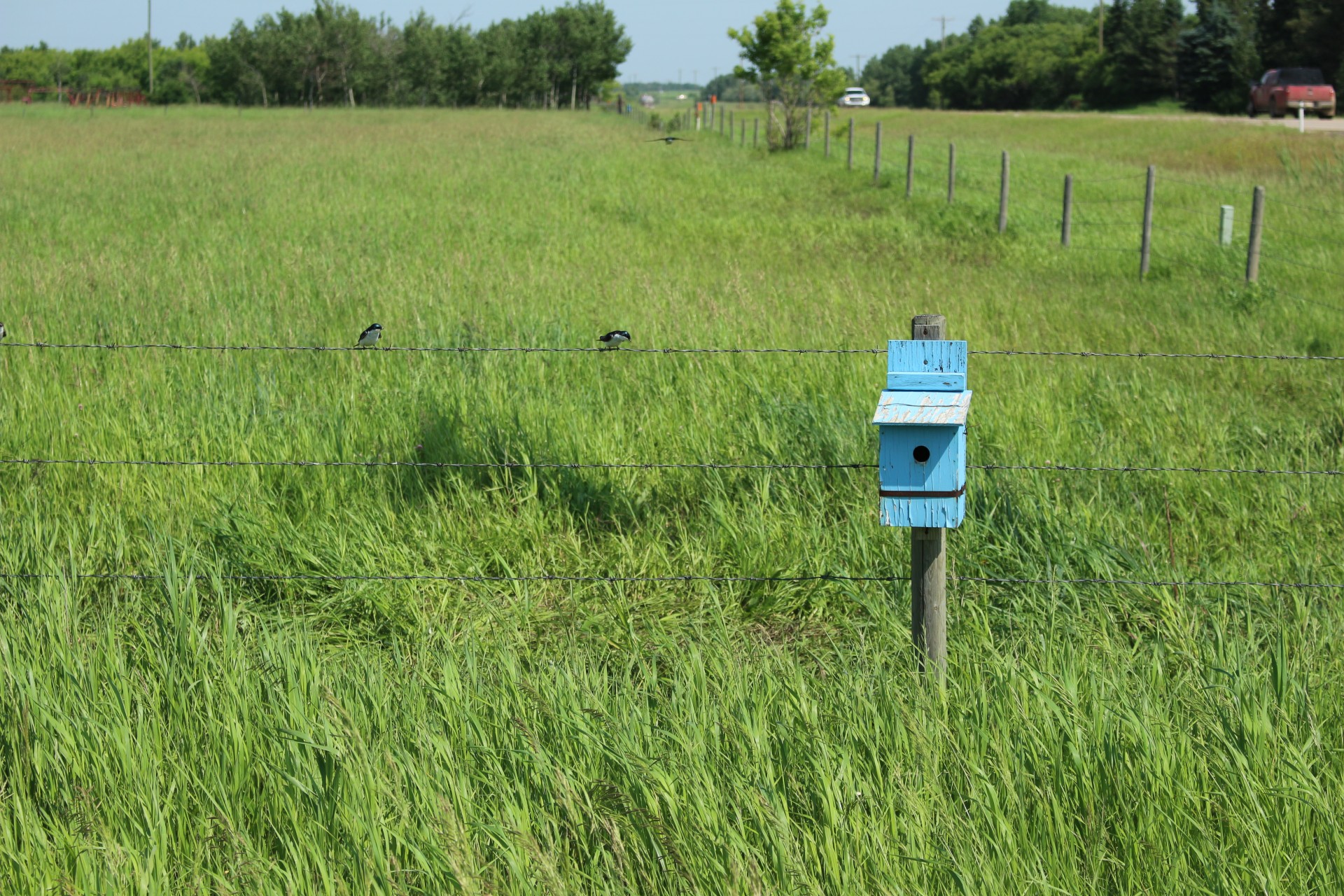 blue bird house free photo