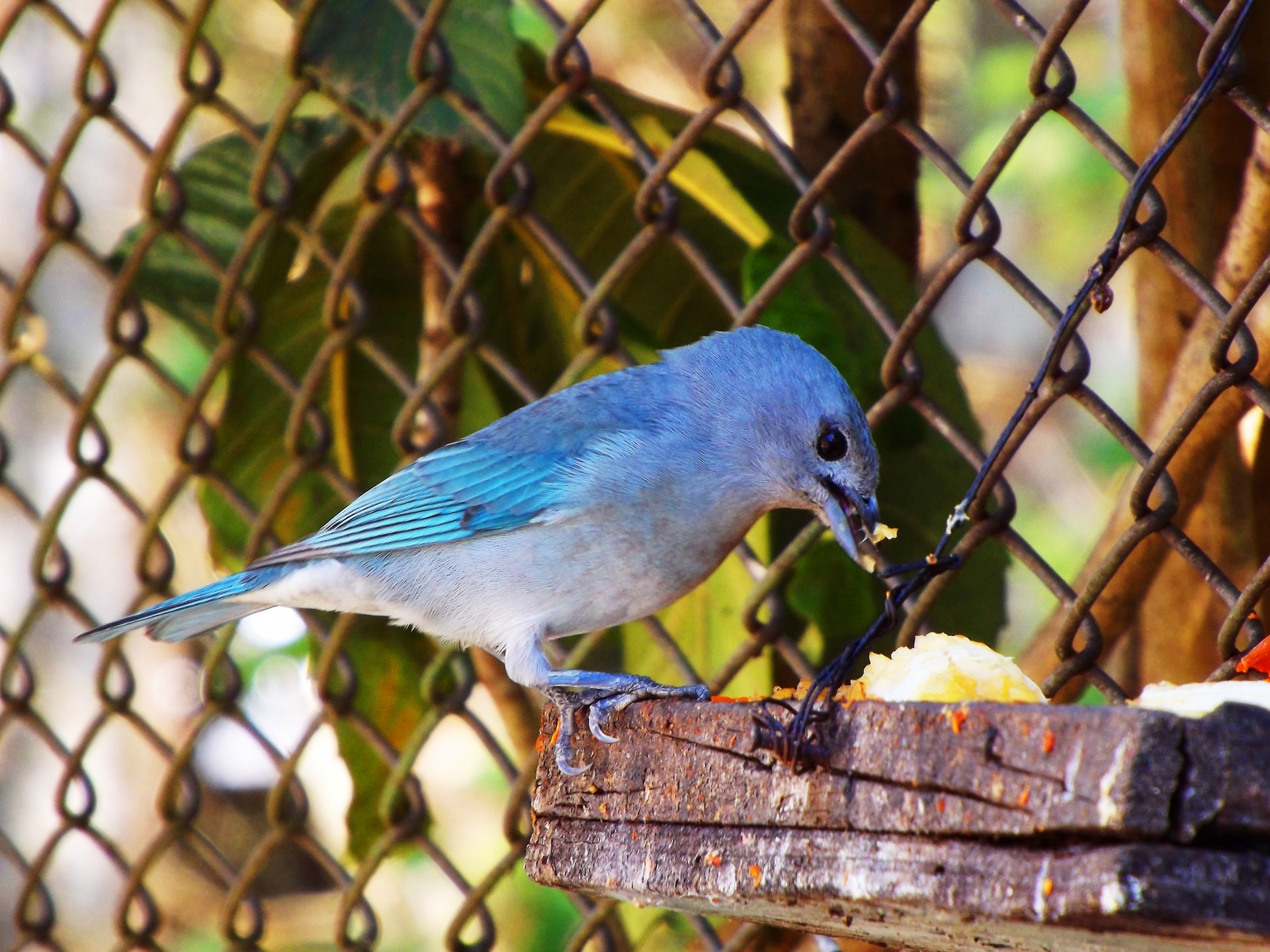 blue bird nature free photo