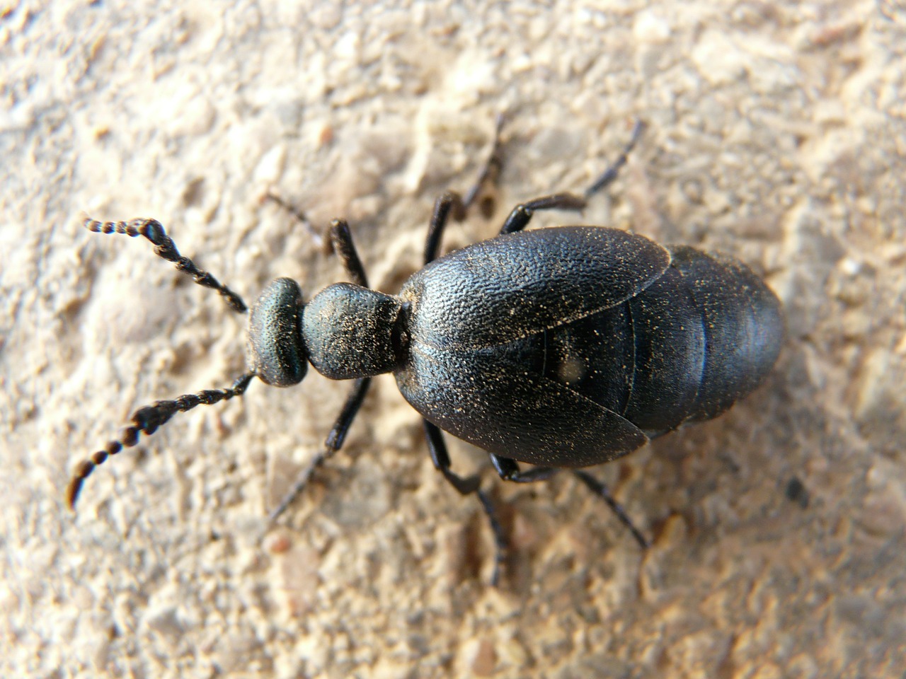 blue black oil beetle oil beetle black maiwurm free photo