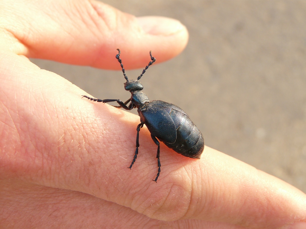 blue black oil beetle oil beetle black maiwurm free photo