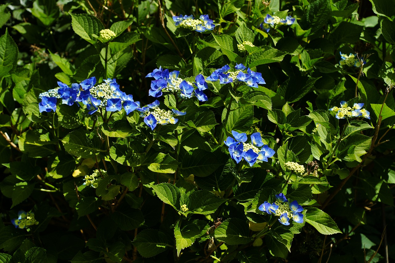 blue blossom  garden  nature free photo