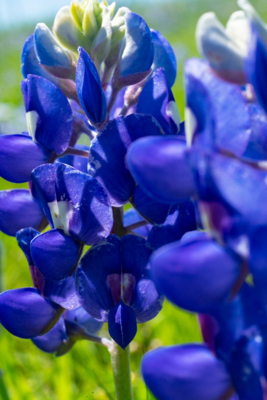 blue bonnet  texas  outdoor free photo