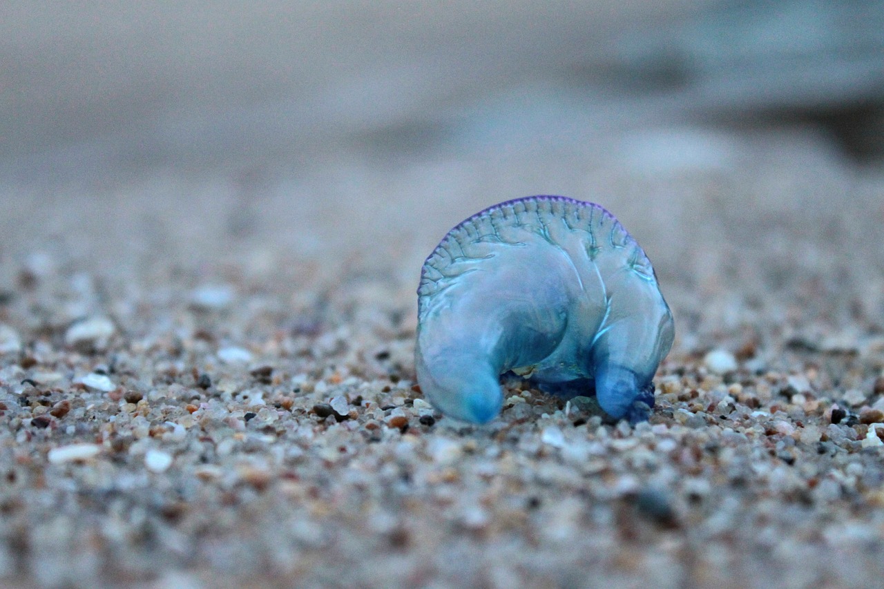 blue bottle jellyfish animal free photo