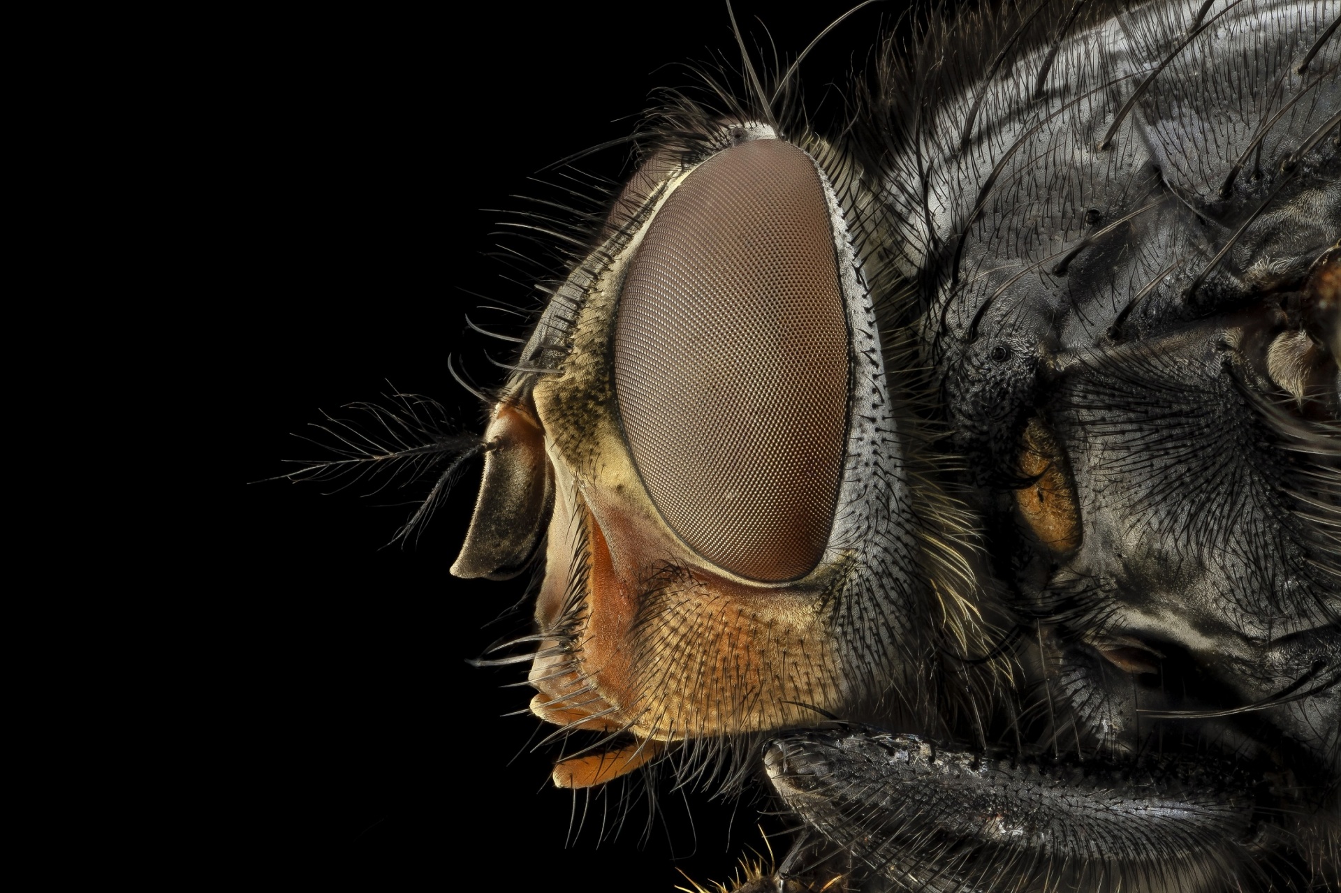 eye blue bottle fly blowfly free photo