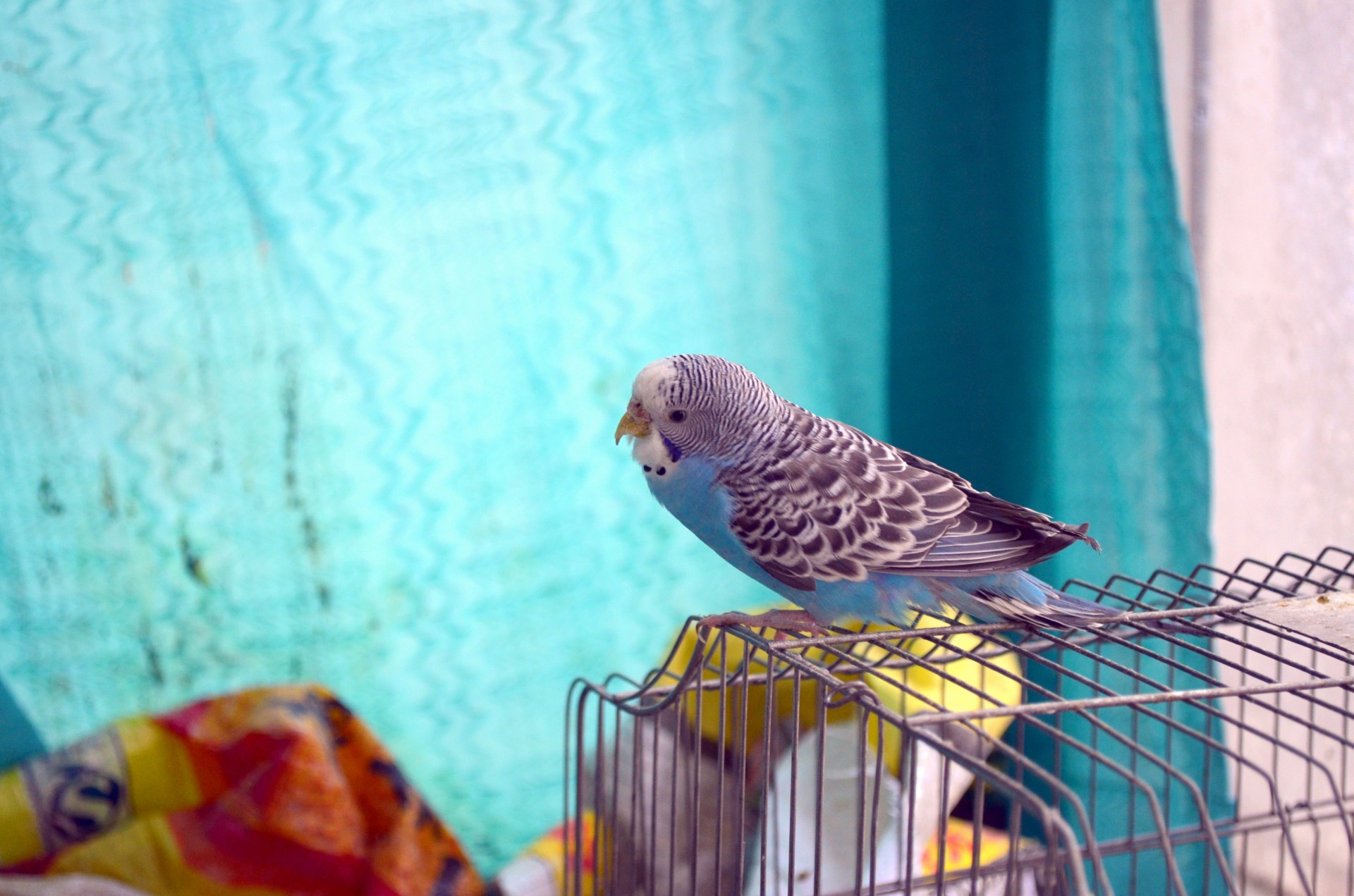 animals bird budgie free photo