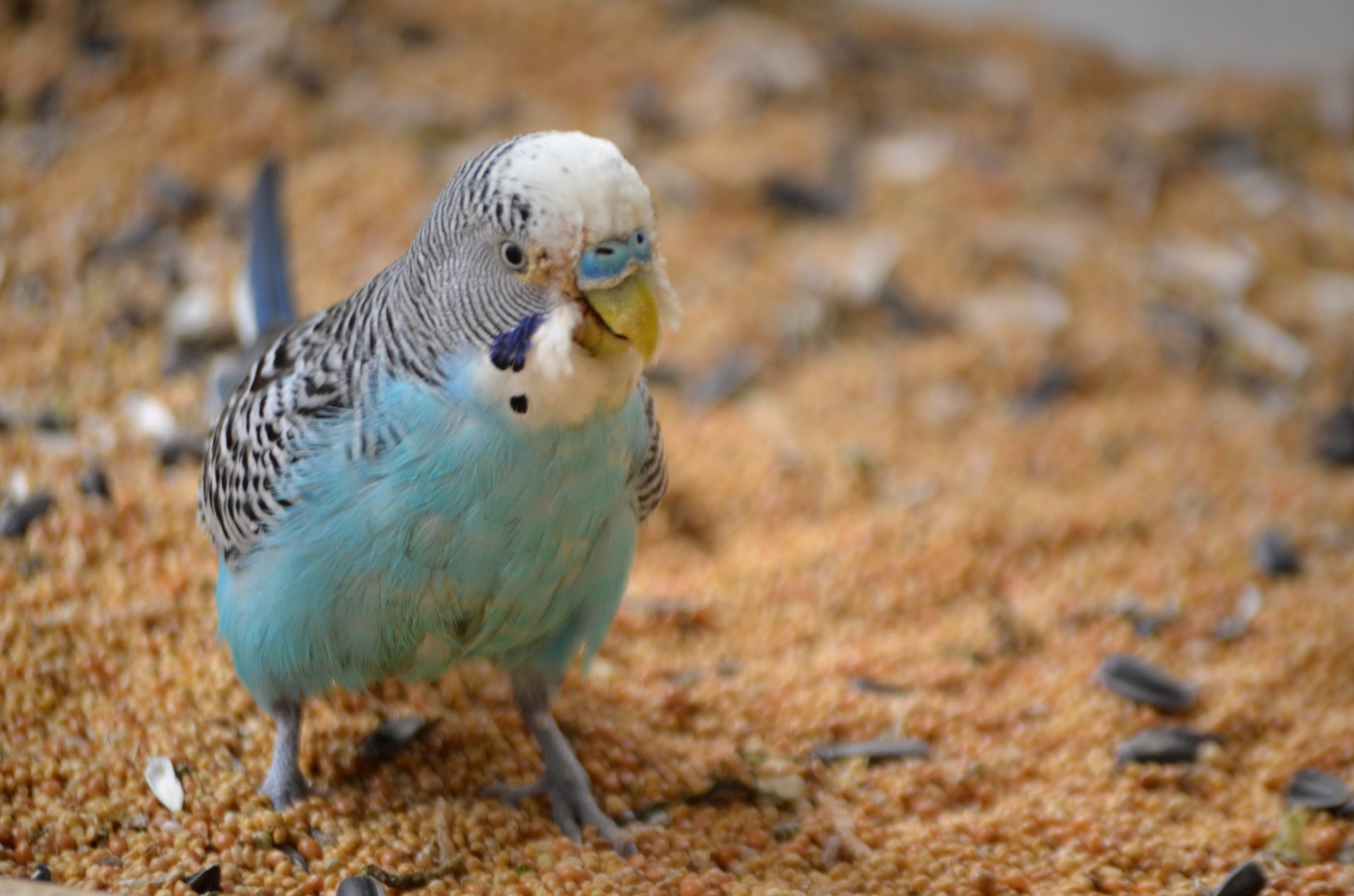 animals bird parakeet free photo