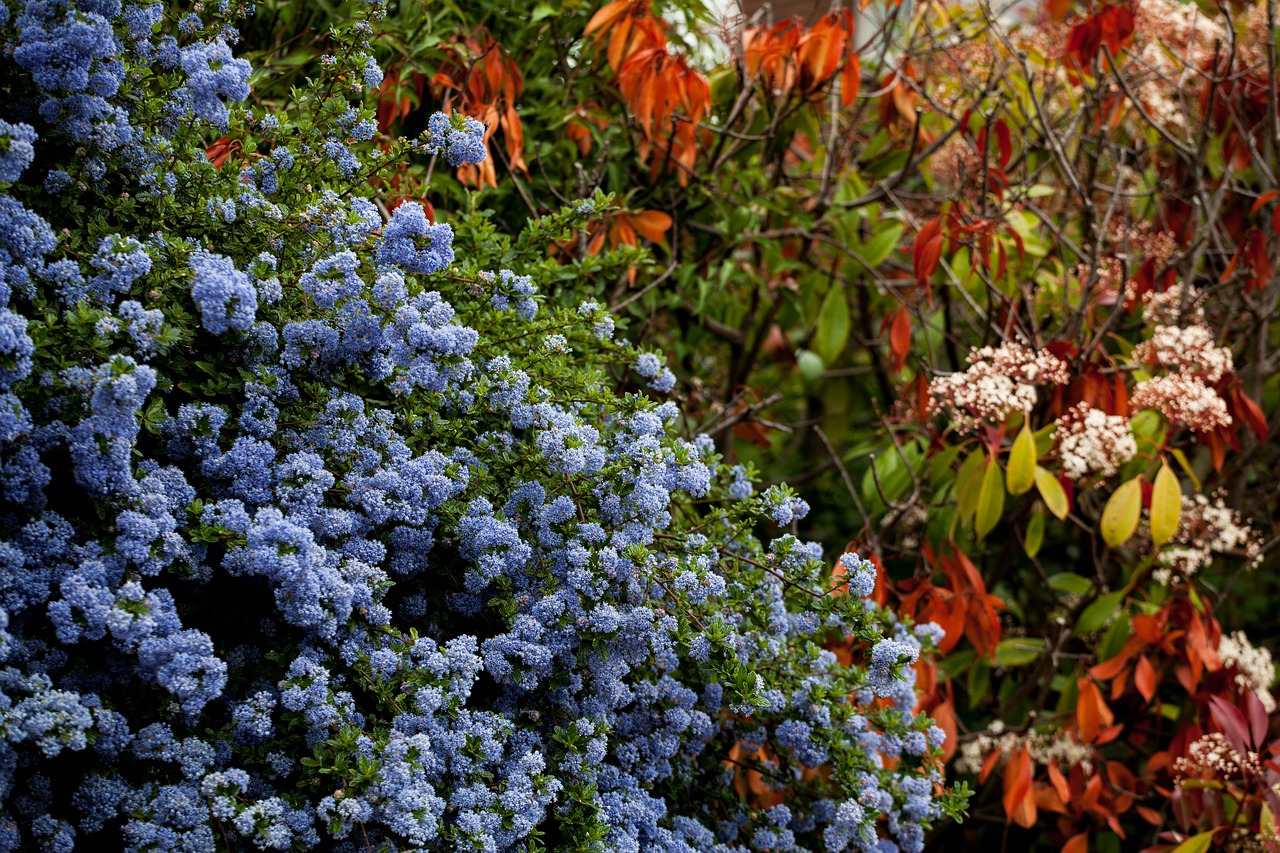 blue bush  colourful  spring free photo