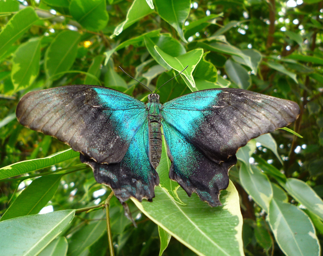 blue butterfly butterflies free photo