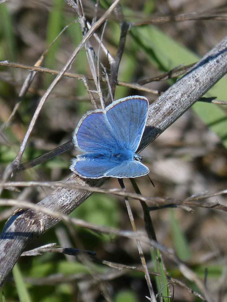 blue butterfly blue-winged butterfly butterfly free photo