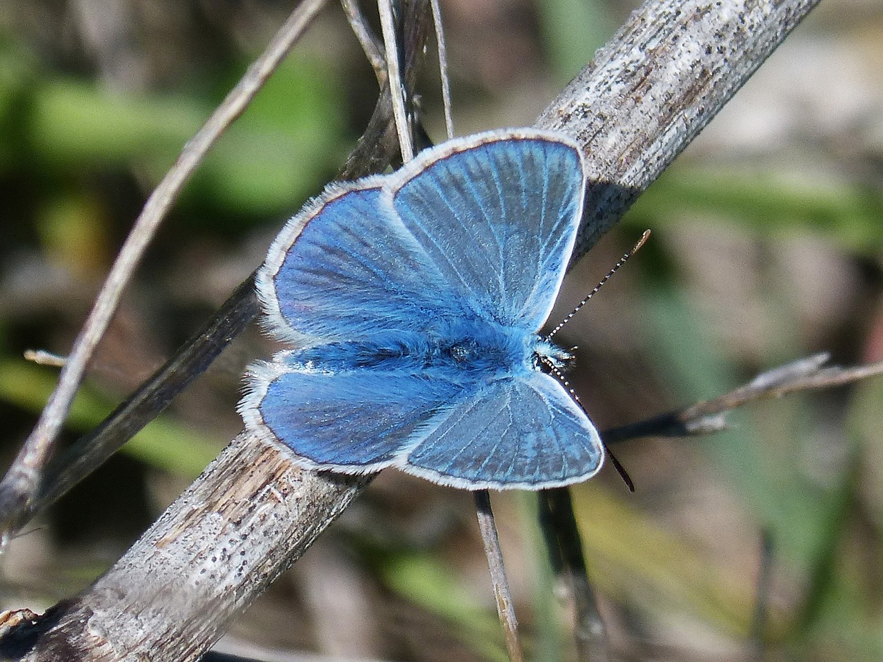 blue butterfly blue-winged butterfly butterfly free photo