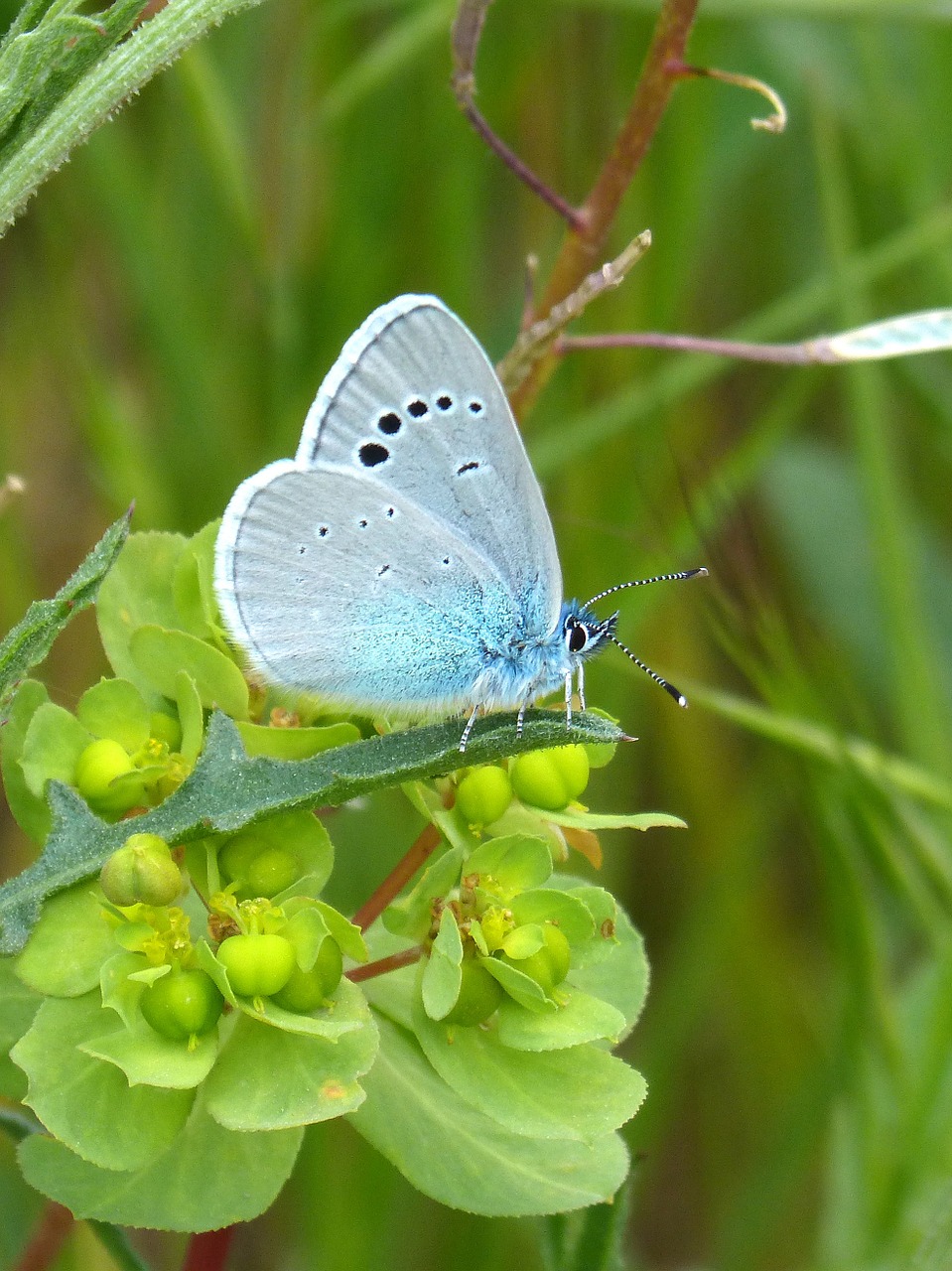 blue butterfly blaveta polyommatus icarus free photo