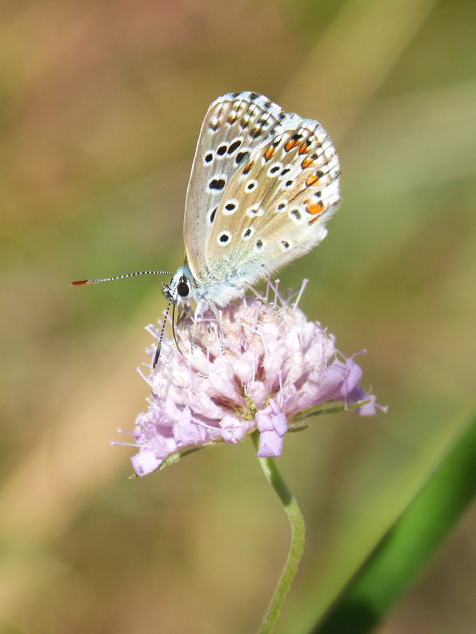 blue butterfly blaveta commune polyommatus icarus free photo