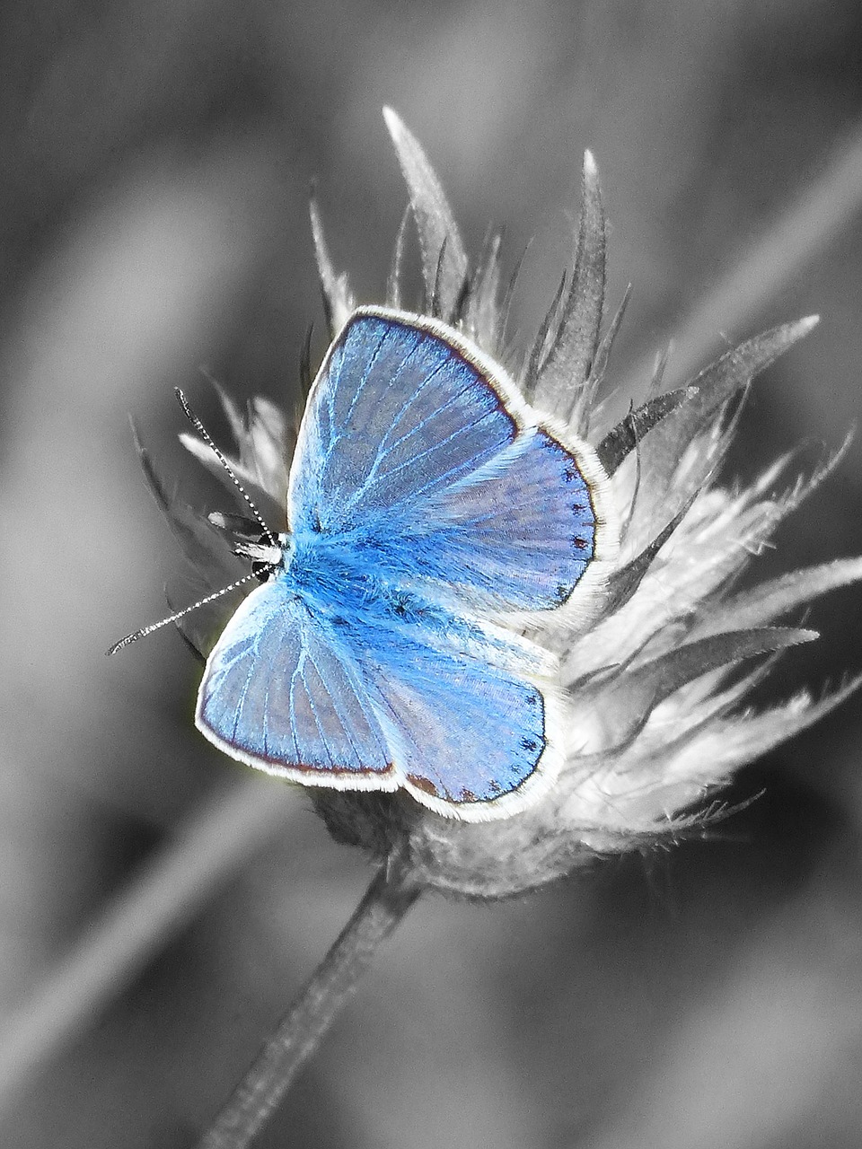 blue butterfly blaveta butterfly free photo