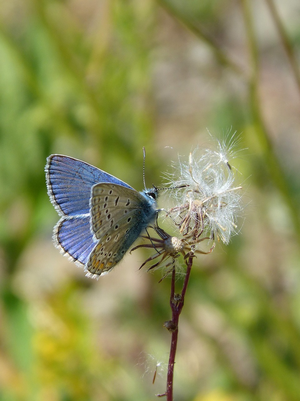 blue butterfly blaveta of the farigola pseudophilotes panoptes free photo