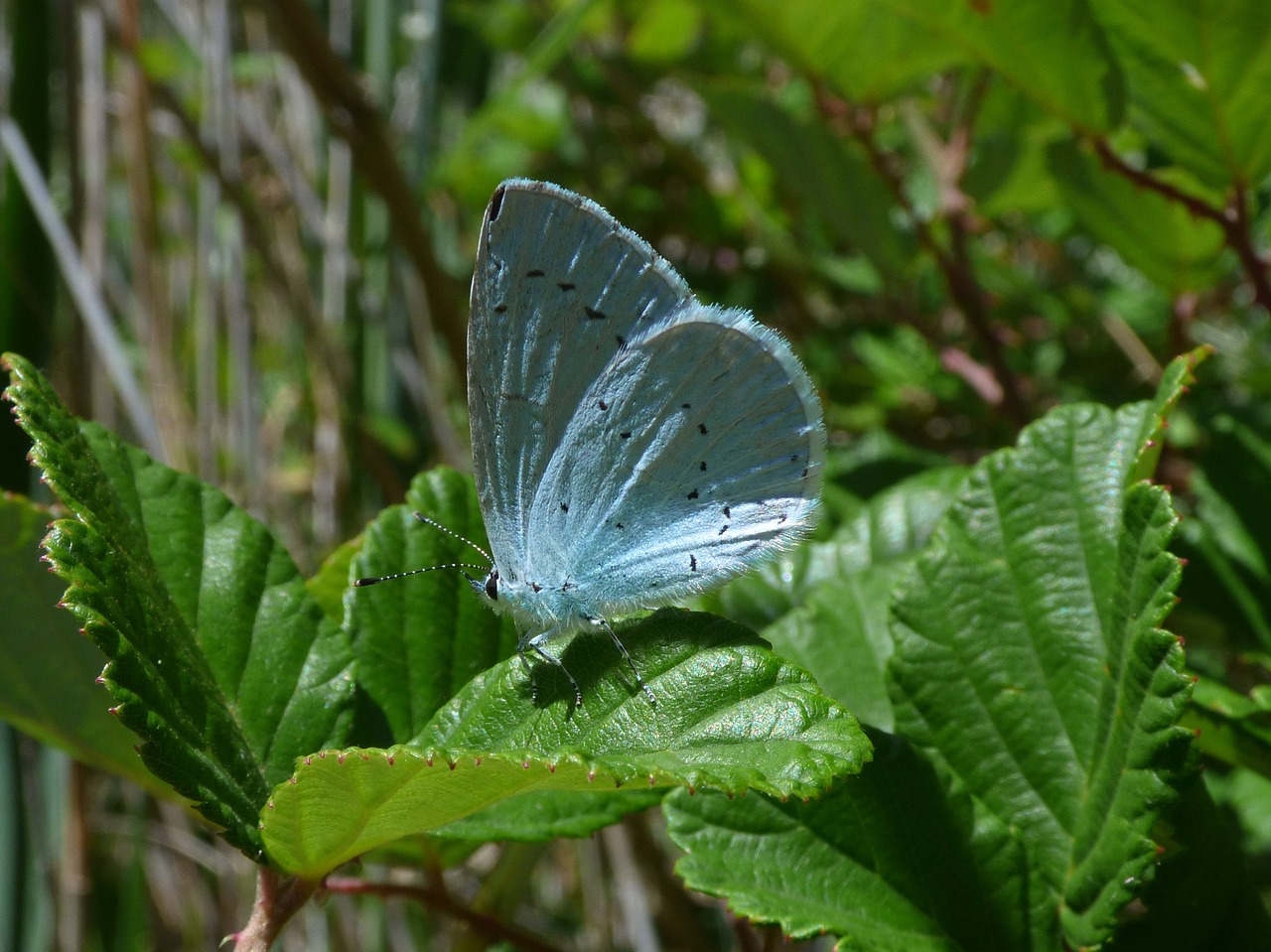 blue butterfly celastrina argiolus náyade free photo