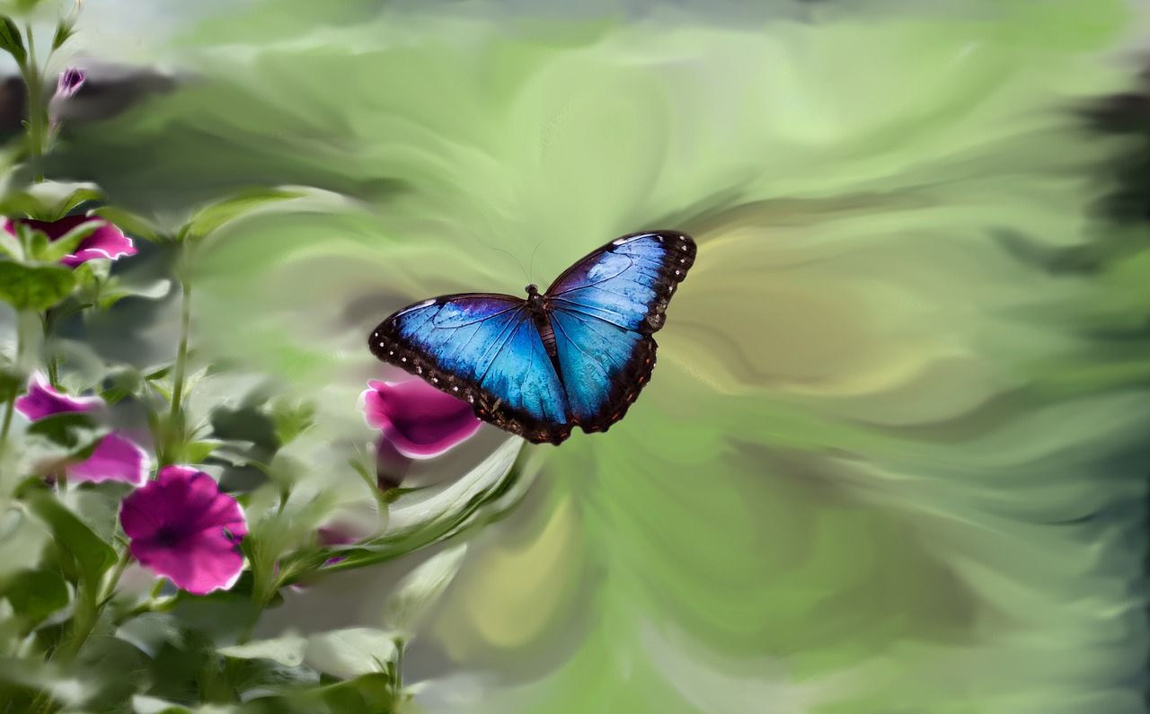 blue butterfly petunia garden green free photo
