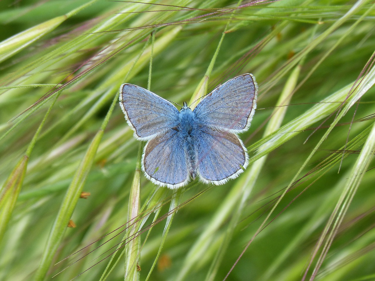 blue butterfly  butterfly  blaveta commune free photo