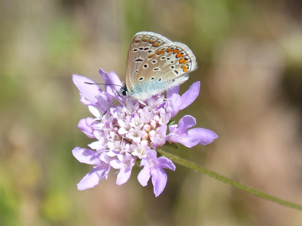 blue butterfly  blaveta commune  flower free photo